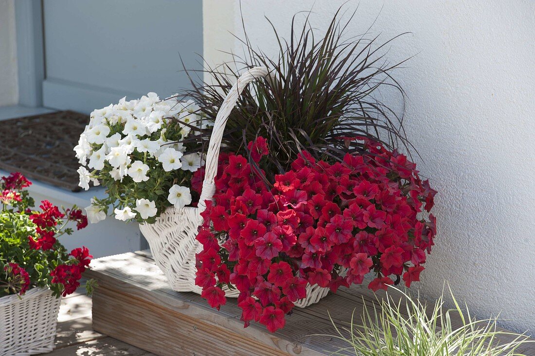 White basket with Petunia Perfectunia 'White', Petunia Upright 'Red'