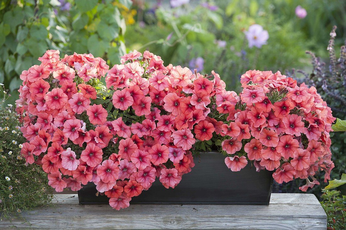 Tin box with Petunia Veranda 'Salmon' (petunias)