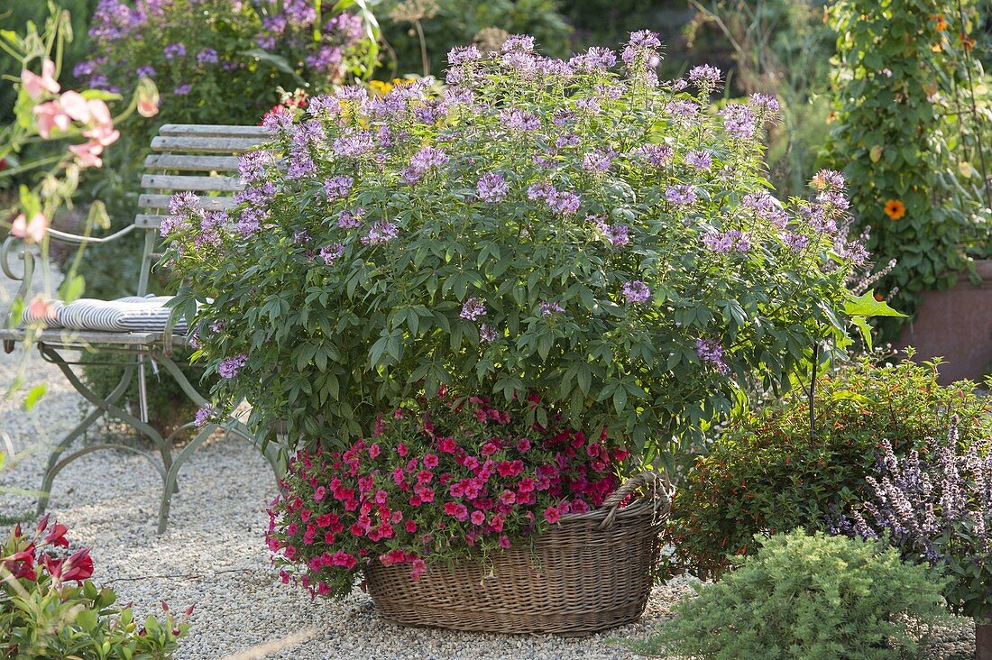 Cleome spinosa 'Senorita Rosalita' (dwarf spider plant) underplanted