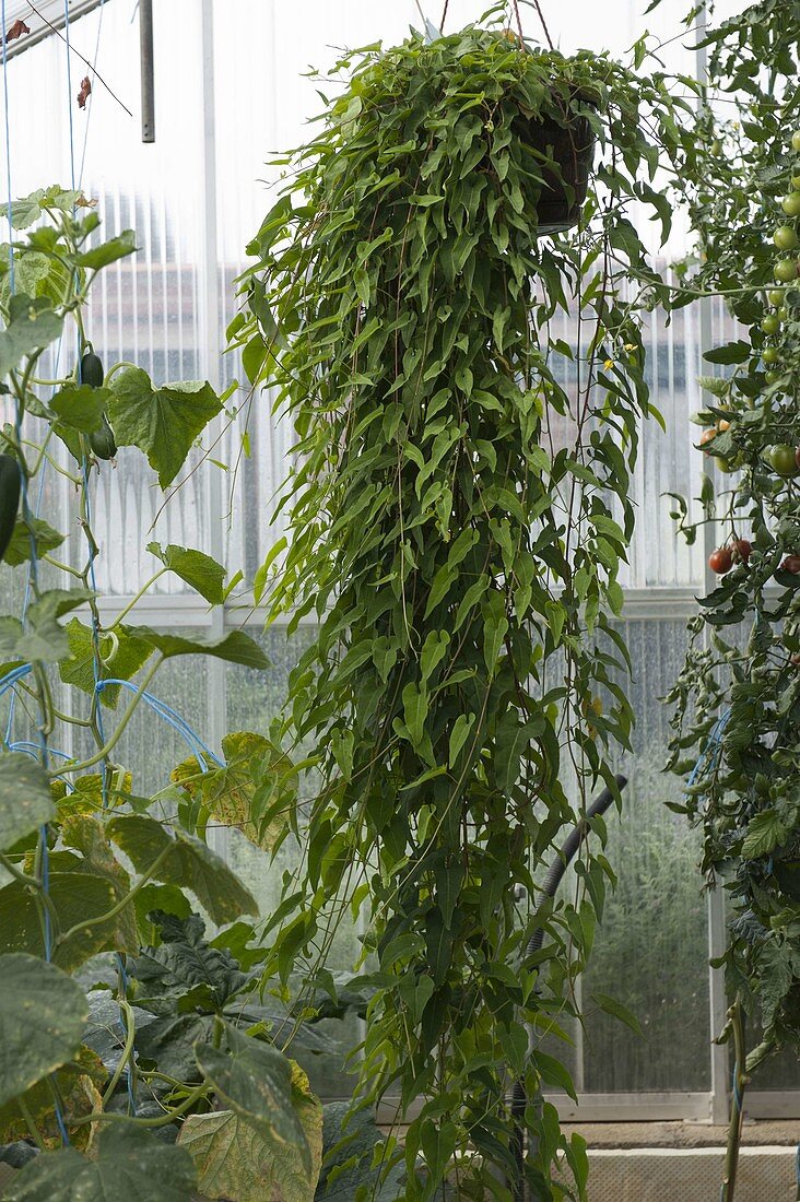 Light root or Chinese yam (Dioscorea batatas) in a greenhouse