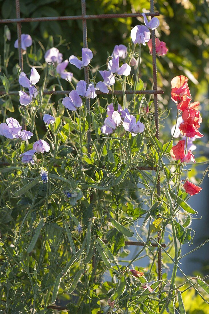 Lathyrus odoratus (sweet pea) on steel mesh as trellis