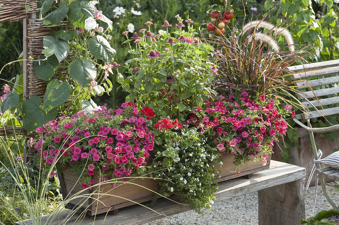 Wooden box with zinnias and magic bells