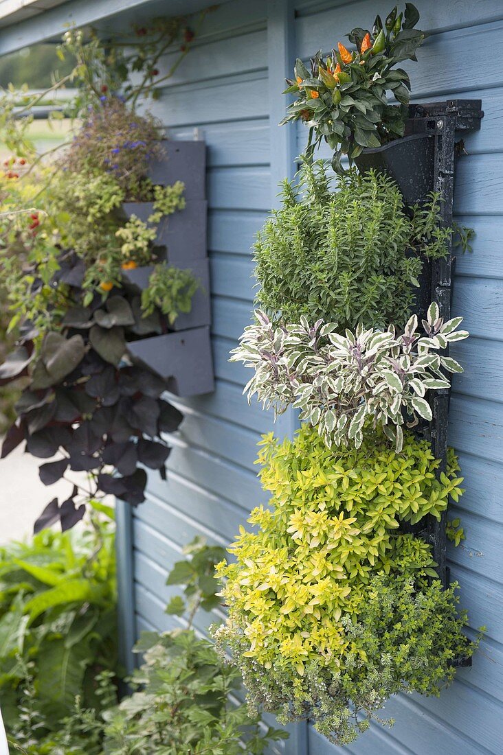 Vertical garden on the wall from the garden house