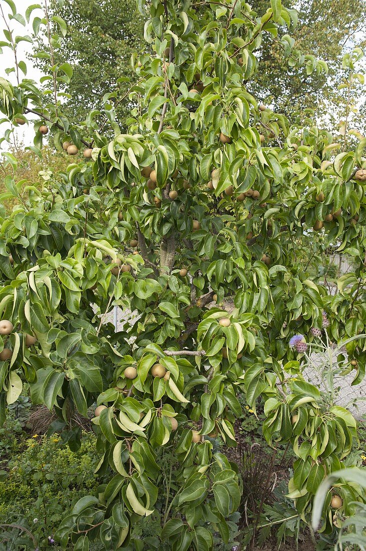 Nashi-Birne 'Kumoi' (Pyrus pyrifolia), auch Apfelbirne genannt