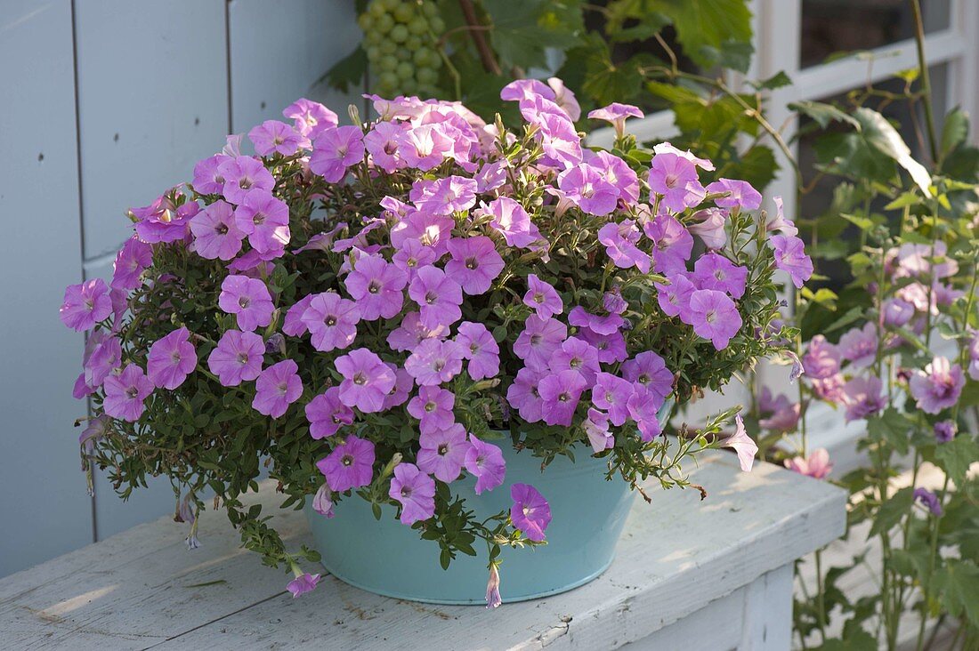 Petunia Veranda 'Pink Flush' (Petunia)