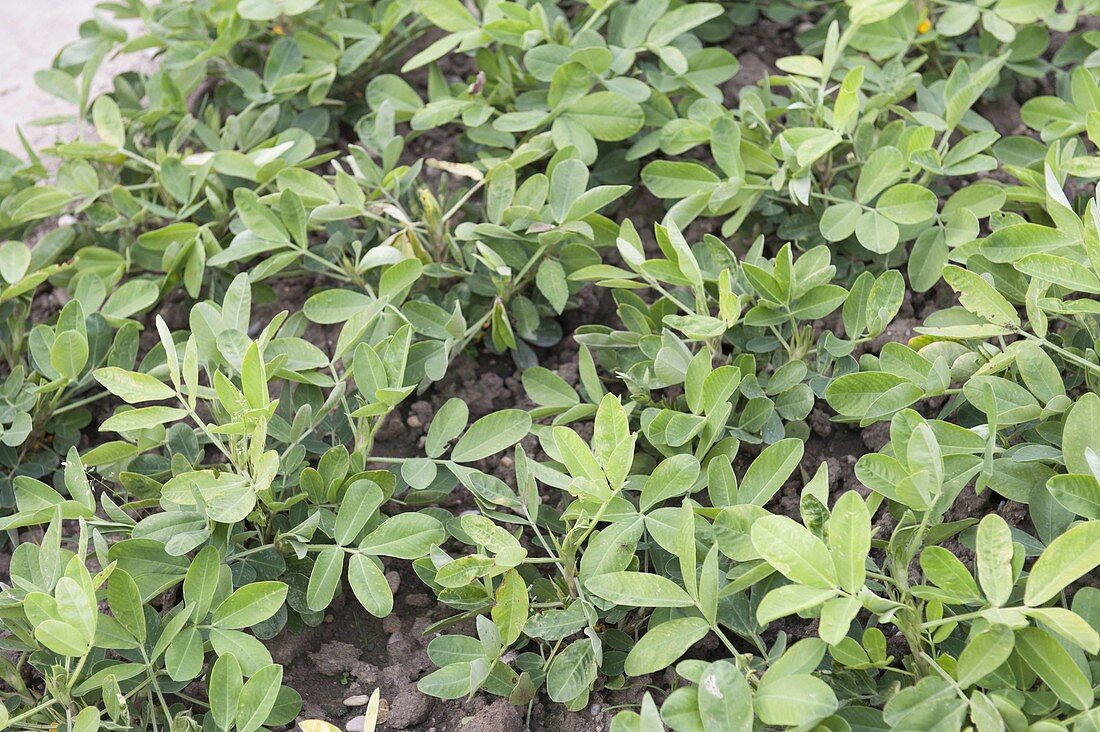 Spargelerbse (Tetragonolobus purpureus), Jungpflanzen im Beet