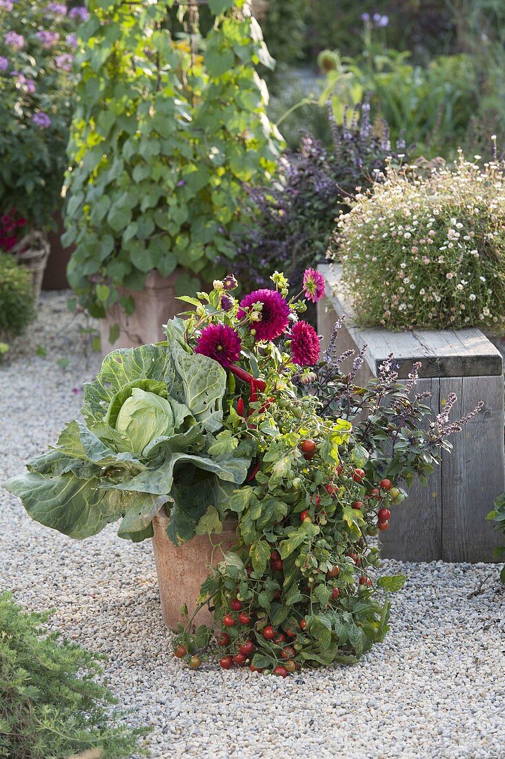 Large tub with tomatoes (Lycopersicon), white cabbage (Brassica), peppers