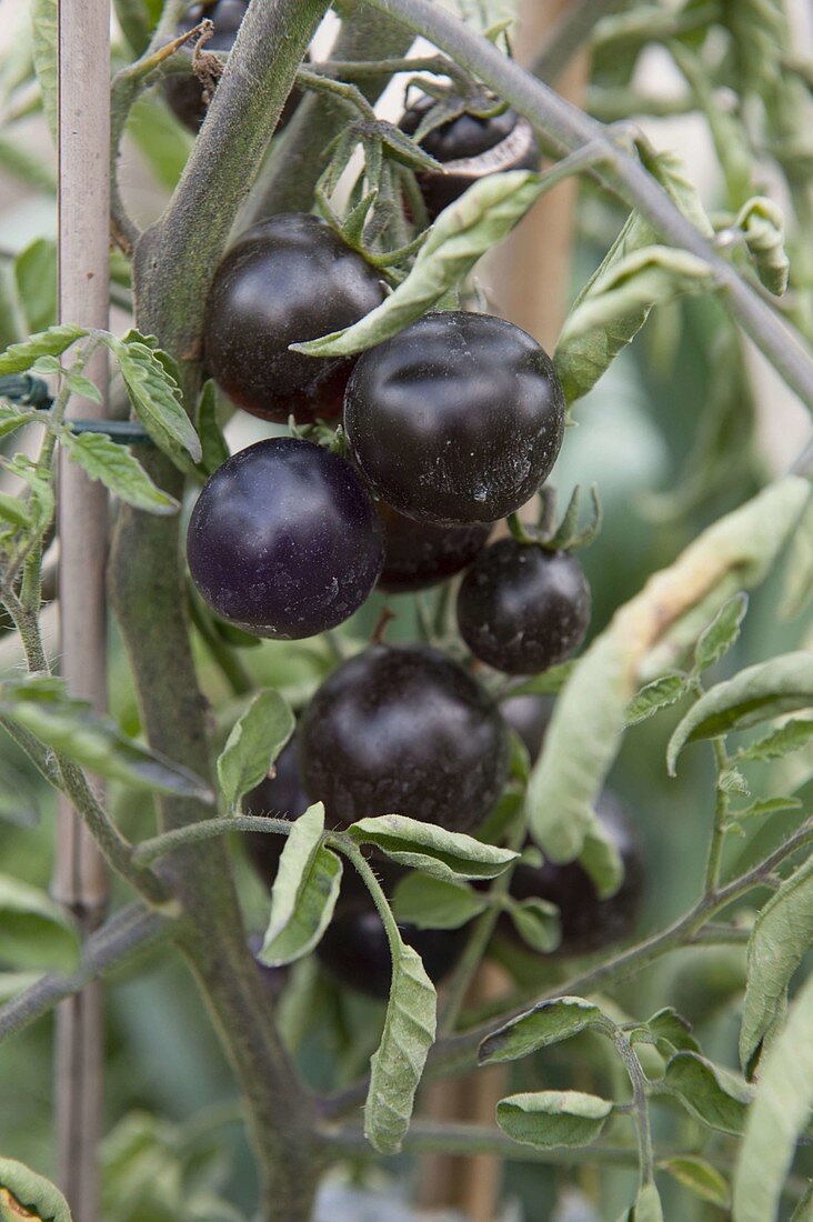 Tomato 'Fahrenheit Blues', blue cocktail tomato - novelty