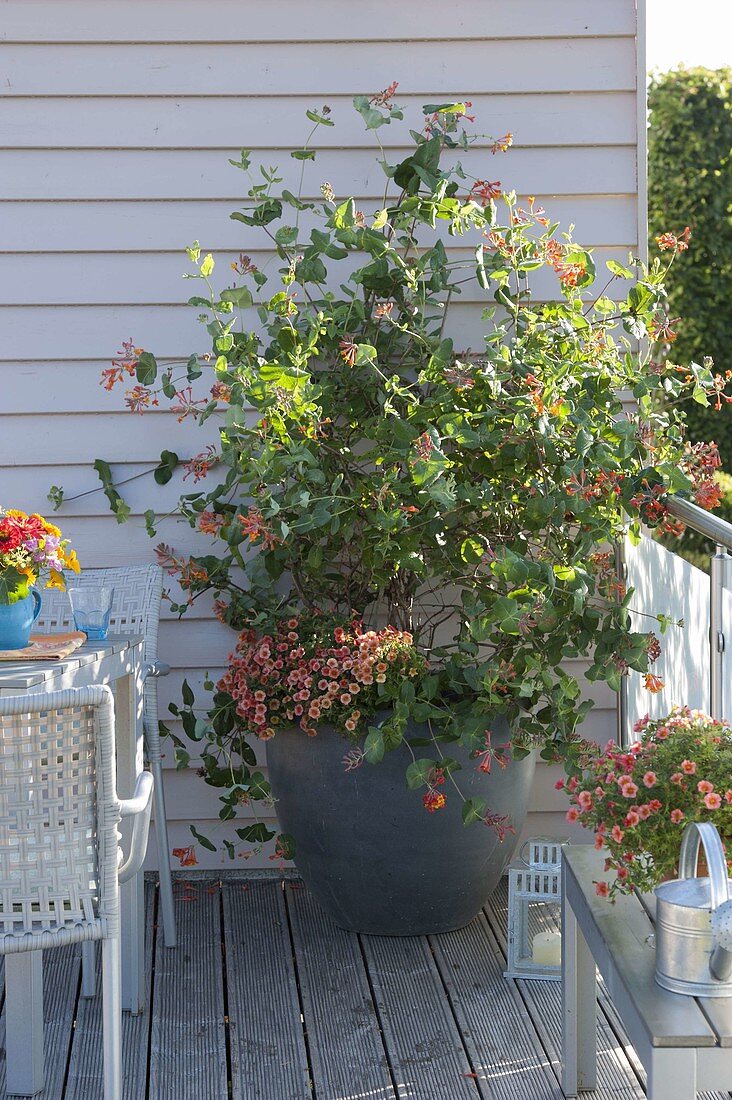 Lonicera 'Dropmore Scarlet' (honeysuckle) with Calibrachoa