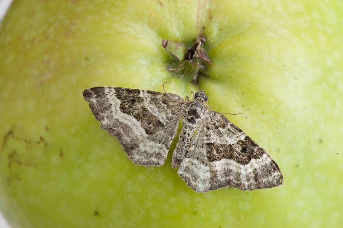 Perizoma affinitata (Dark campion moth)