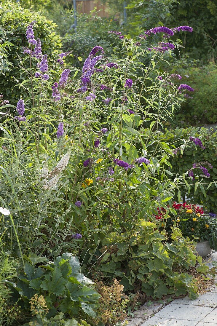 Buddleja davidii (Butterfly bush, summer lilac)