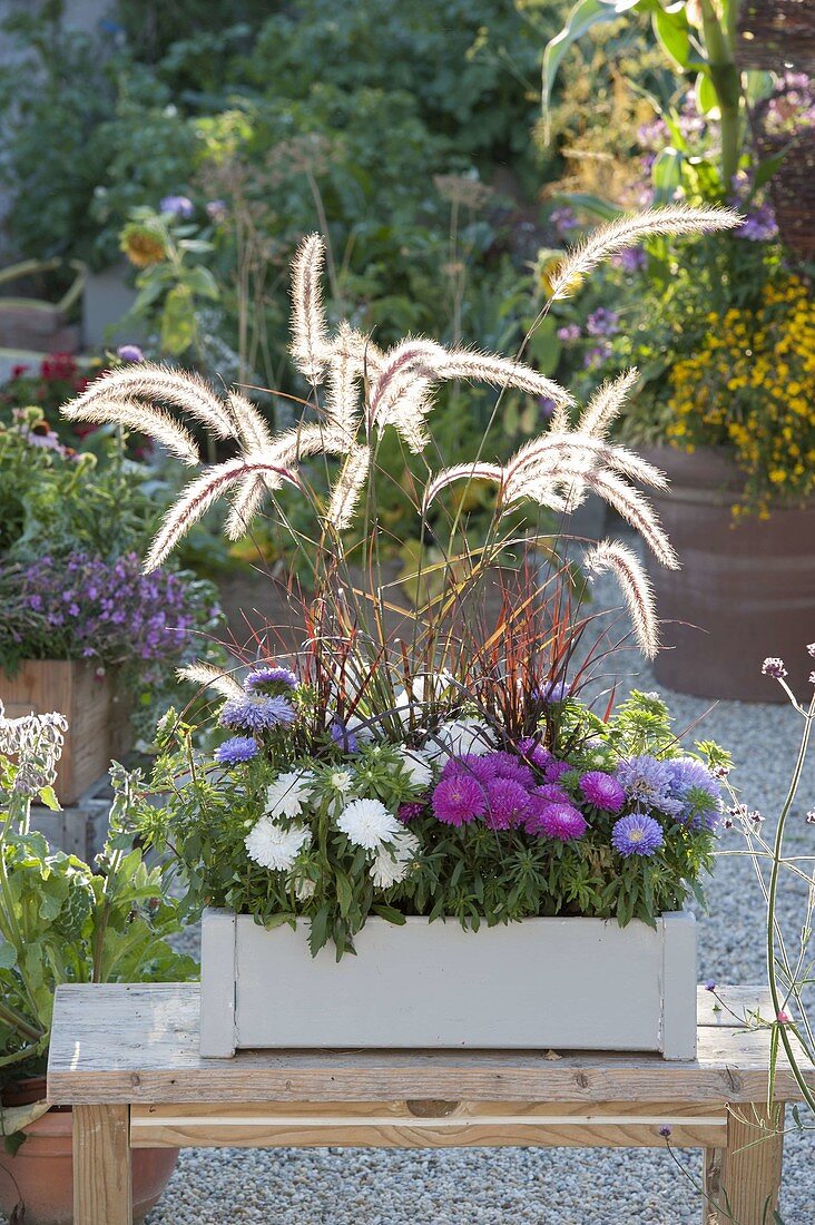 Wooden box with callistephus and pennisetum setaceum