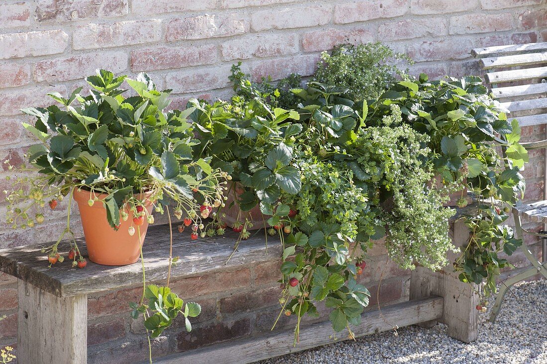 Strawberry 'Ostara' (Fagaria x ananassa), large-fruited monthly strawberry