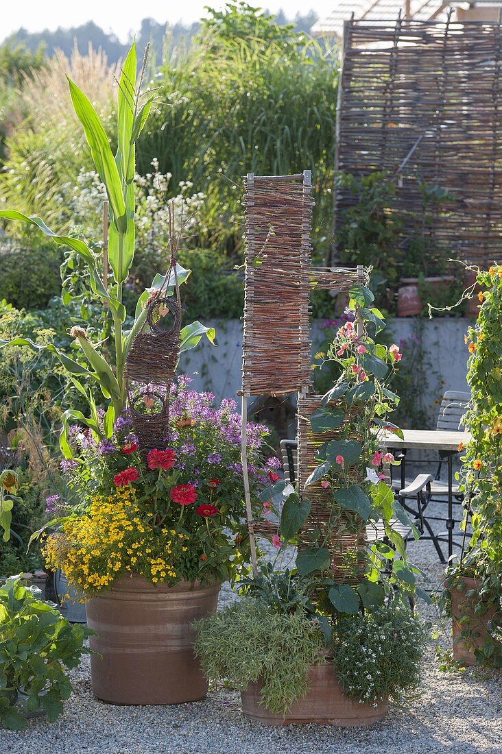 Sweetcorn with summer flowers in a terracotta pot