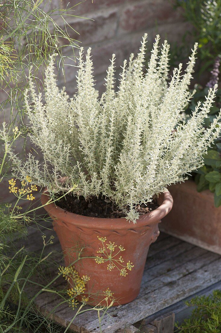 Helichrysum italicum 'Nanum' (Dwarf Curryweed) in terracotta pot