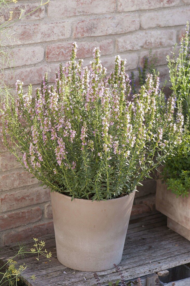 Hyssop 'Roseus' (Hyssopus officinalis) with pink flowers, used as a tea for catarrh and coughs