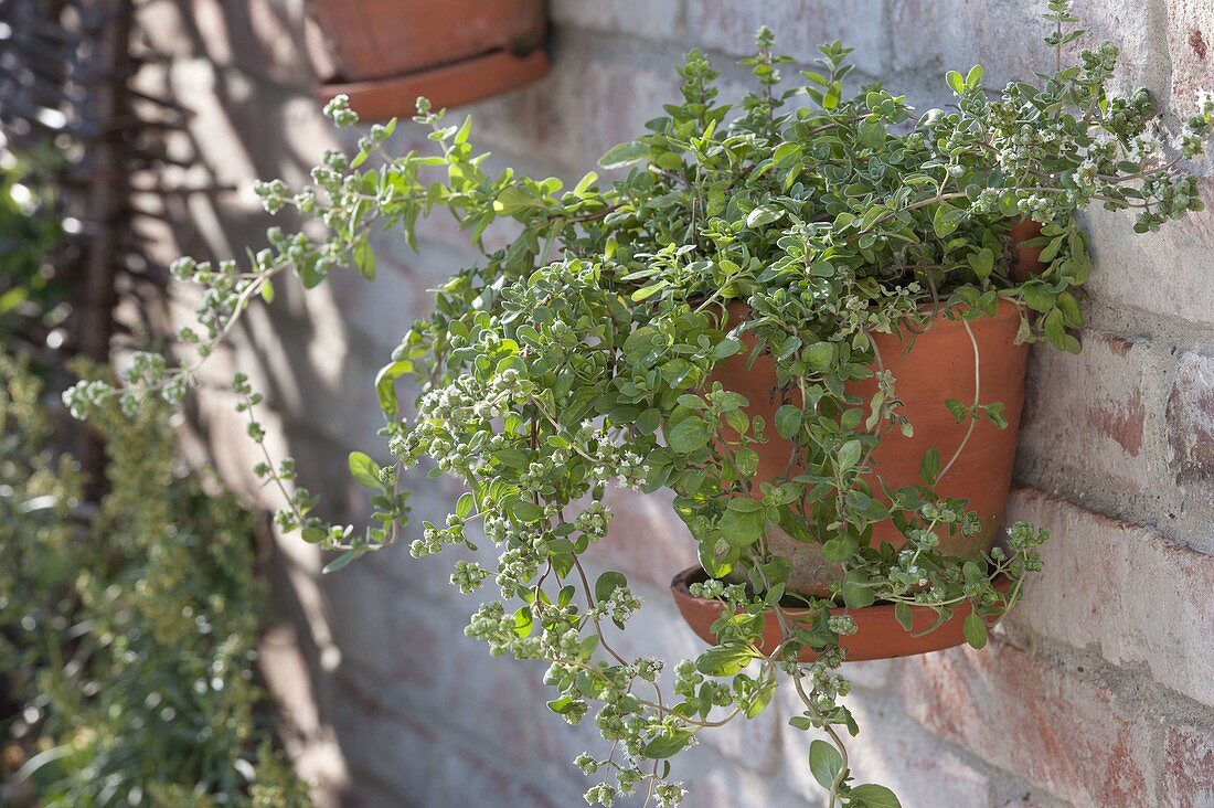 Marjoram (Origanum majorana) in a wall container against a wall