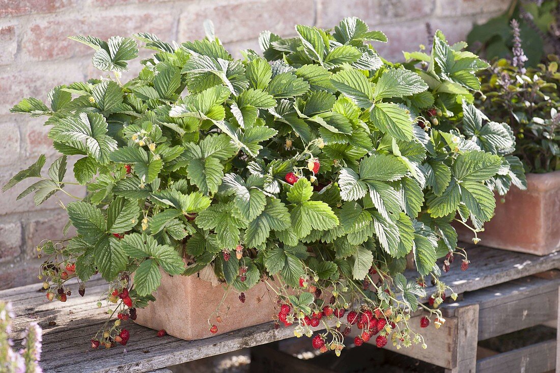 Strawberries 'Wild strawberry Alps red' (Fragaria vesca) in terracotta box