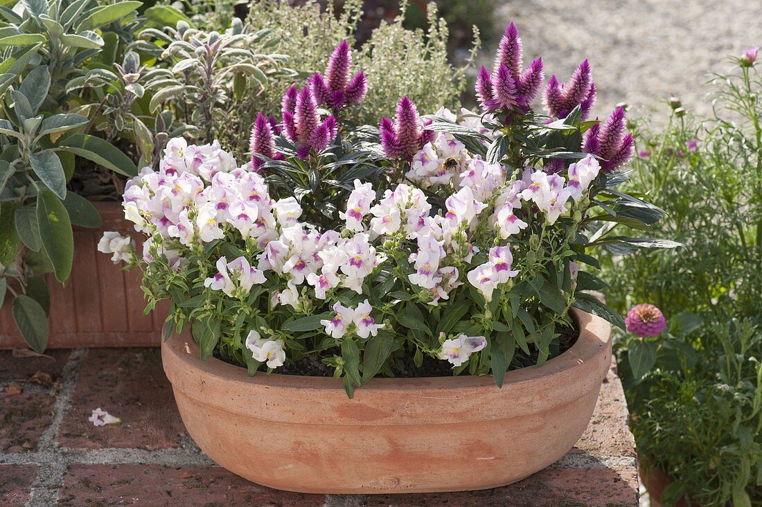 Oval terracotta tray with Antirrhinum bicolor 'Light Pink'