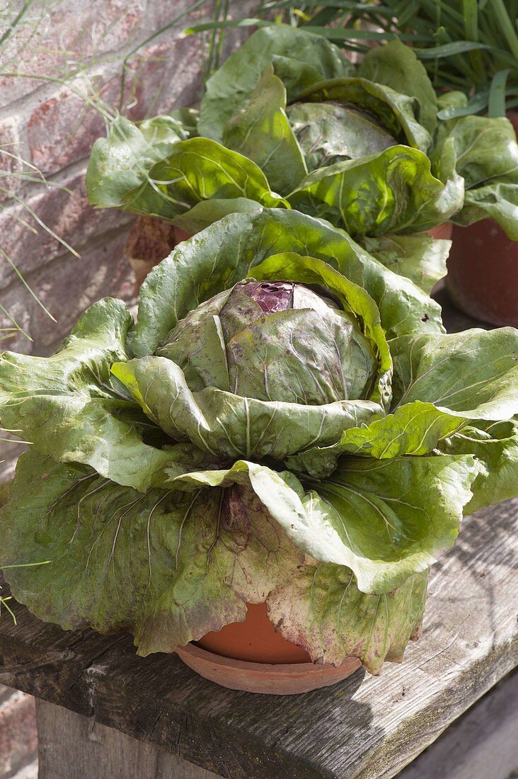 Lettuce 'Radicchio rosso Chioggia' (Cichorium intybus var. foliosum)