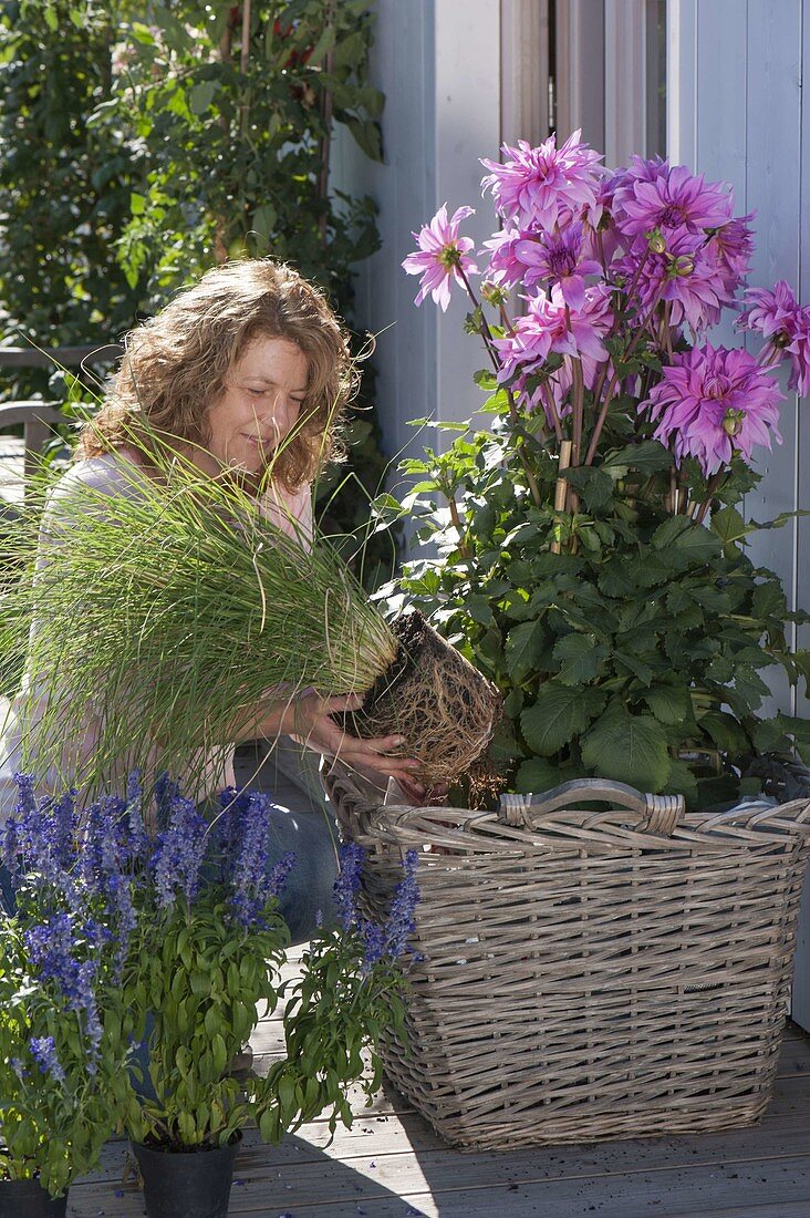 Late summer basket planting