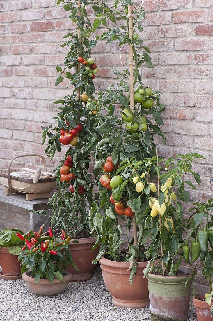 Tomaten 'Belmonte', 'Diplom F1' links (Lycopersicon), Paprika 'Zlata'