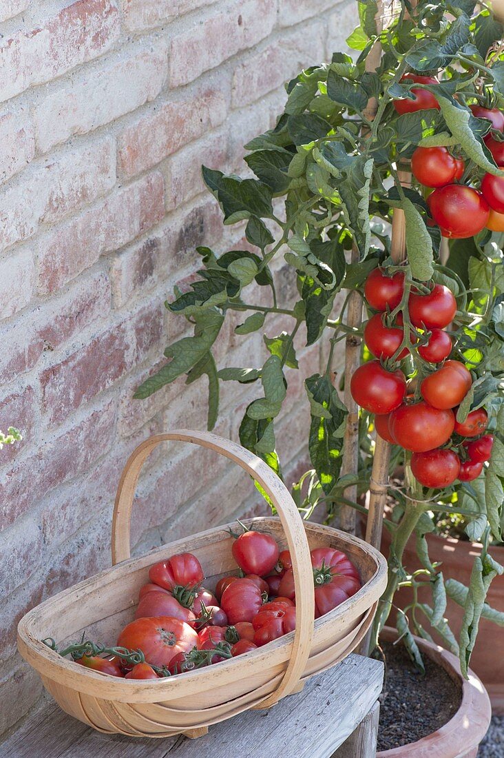 Tomato 'Diploma f1' (Lycopersicon), round, resistant variety