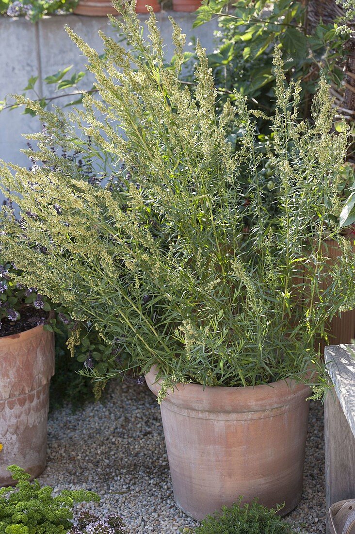 Russian tarragon (Artemisia dranunculus), flowering in a terracotta pot