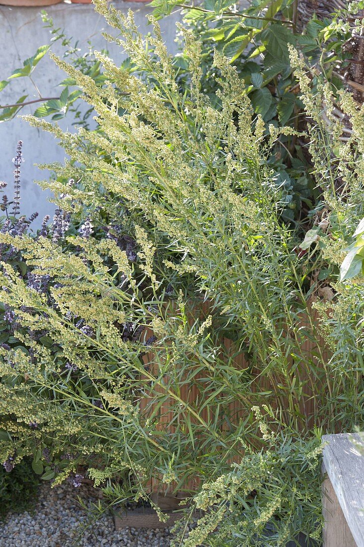 Flowering shoots of Russian tarragon (Artemisia dranunculus)