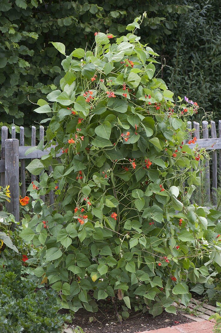 Flowering fire bean (Phaseolus) on a trellis in the organic garden