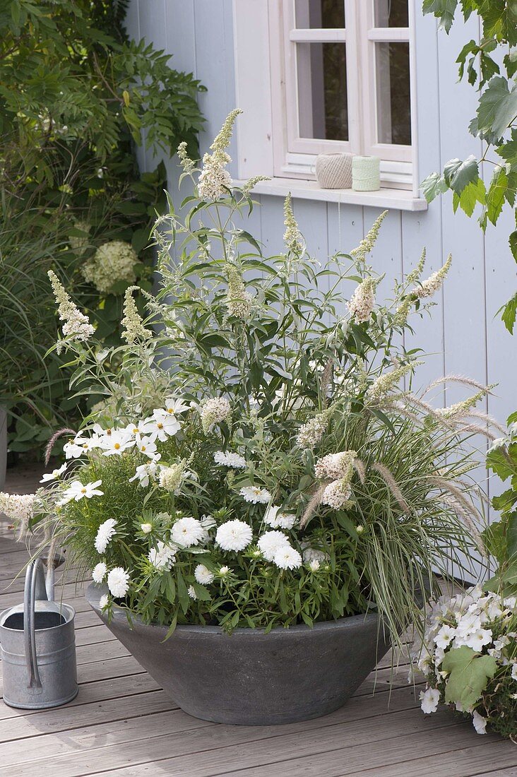 Gray bowl with white-flowering plants, Buddleja Buzz 'Ivory'