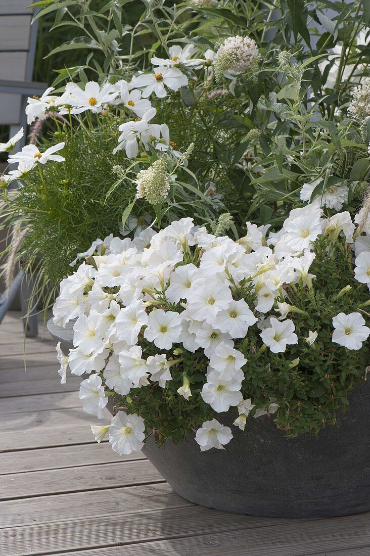 Grey pot planted with Petunia Perfectunia 'White' (Petunia)