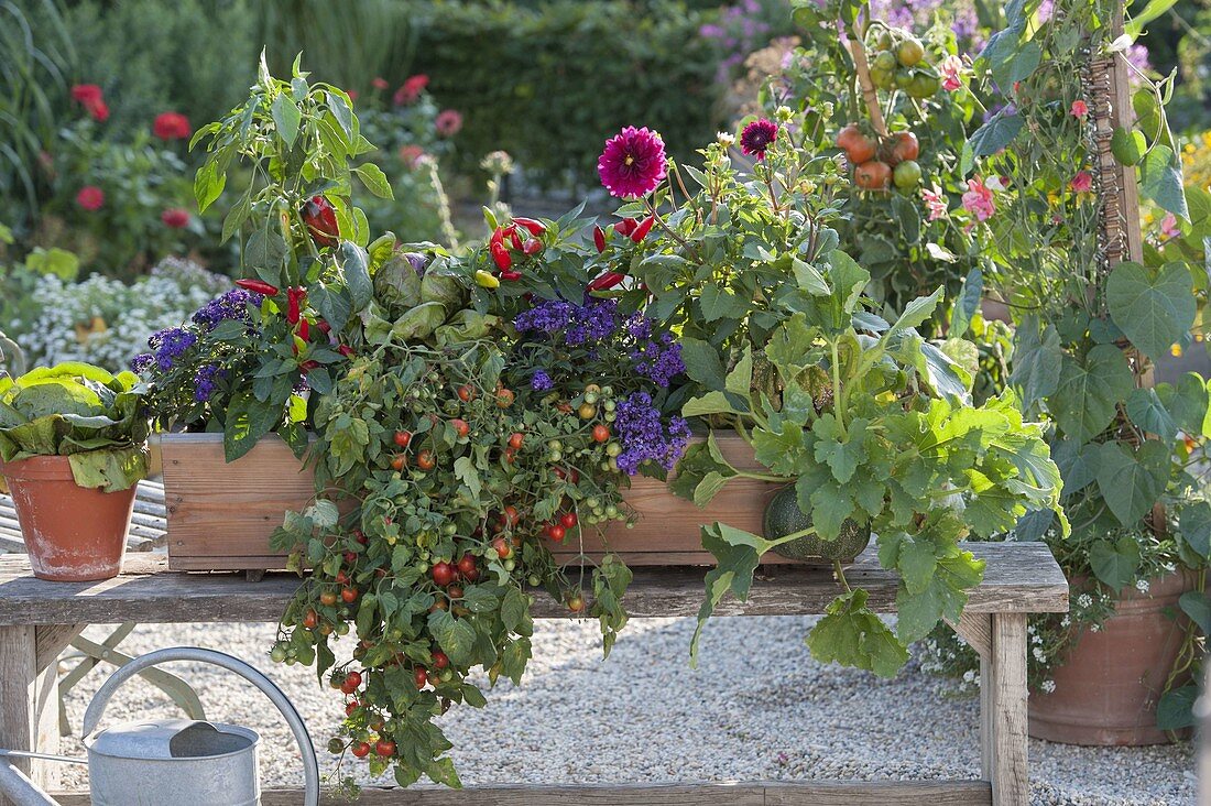 Wooden balcony box with balcony tomato (Lycopersicon), peppers, hot peppers