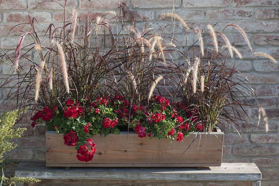 Wooden box planted with Pennisetum Setaceum 'Rubrum'.