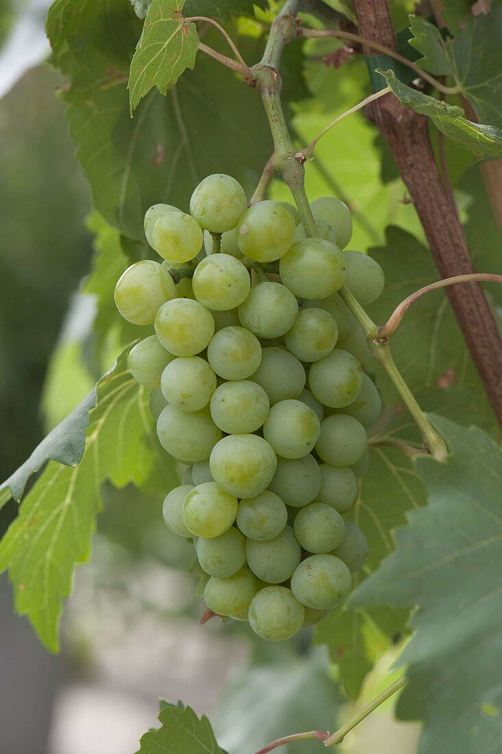 Table grape 'Franziska' (Vitis vinifera)