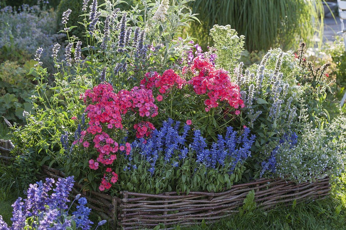 Wattle fence bed with Phlox paniculata 'Frau A v Mauthner' syn 'Spitfire'