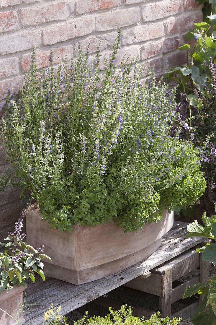 Terracotta box with hyssop and oregano