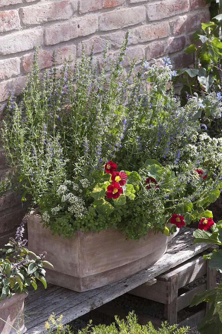 Terracotta box with hyssop and oregano