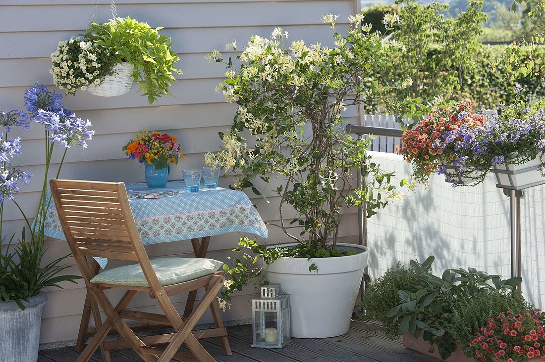 Lonicera caprifolium (honeysuckle) in a white pot, Calibrachoa