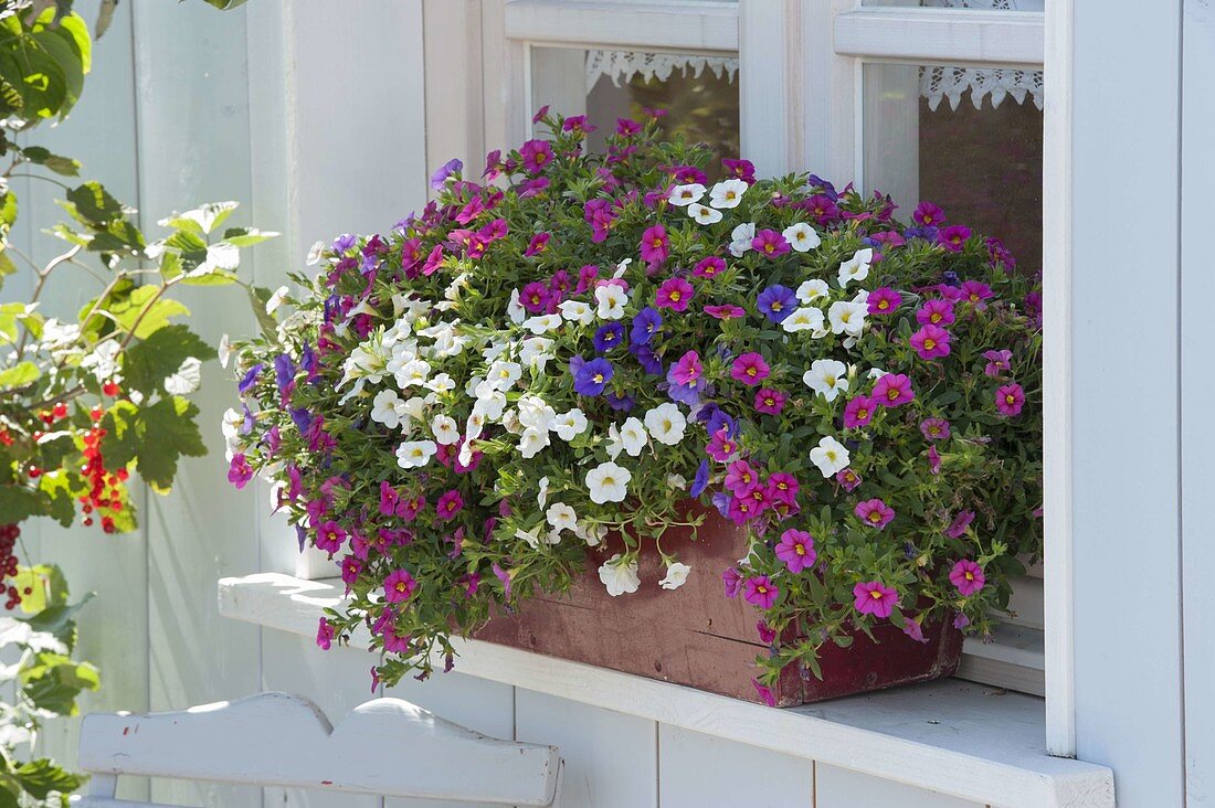 Kasten mit Calibrachoa Mix 'Spring' (Zauberglöckchen) am Fensterbrett