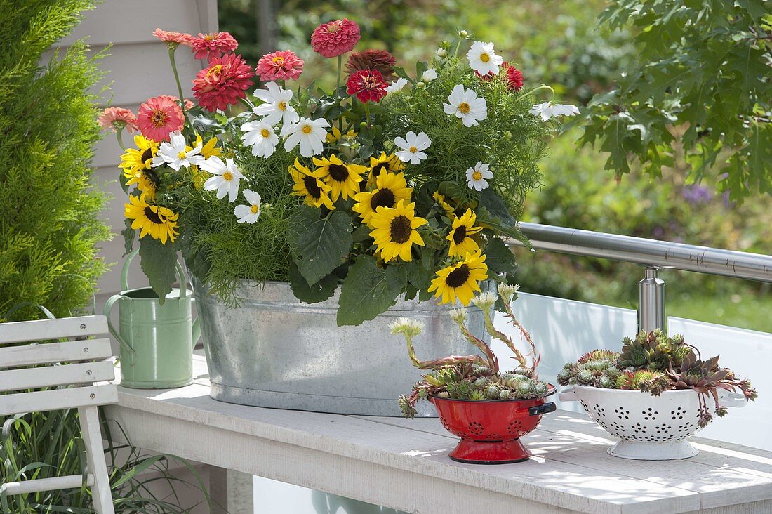 Helianthus (Sonnenblumen), Zinnia (Zinnien) und Cosmos