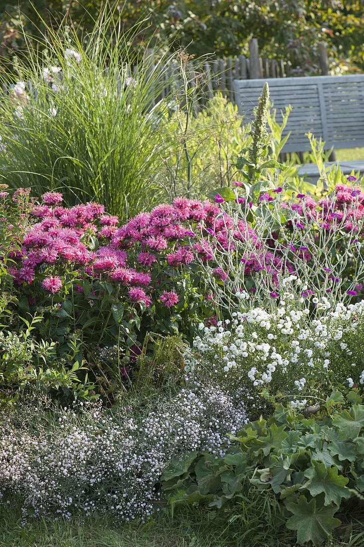 Monarda didyma 'Pink Lace' (Indian nettle), Achillea ptarmica 'Gypsy White'.