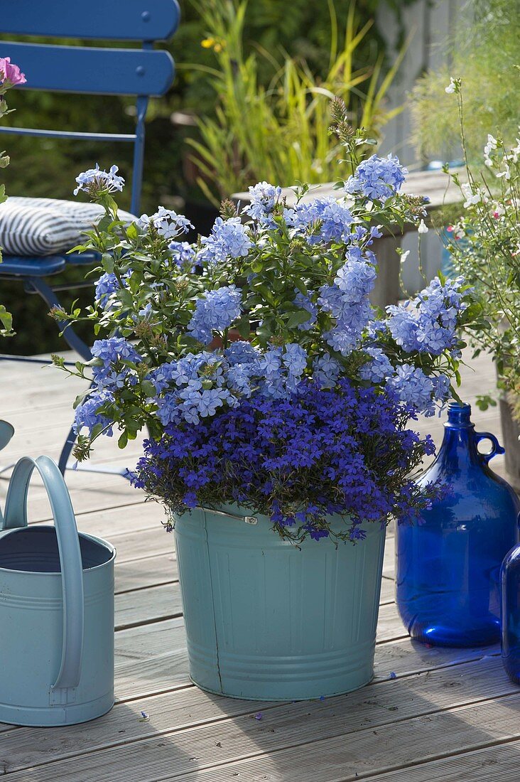 Blue enamel buckets with Plumbago