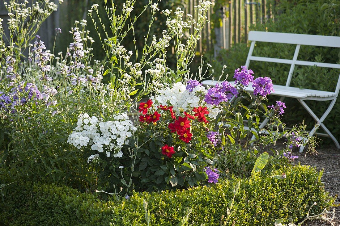 Phlox amplifolia 'Waupee', paniculata 'Werner Dittrich' (large-leaf phlox)