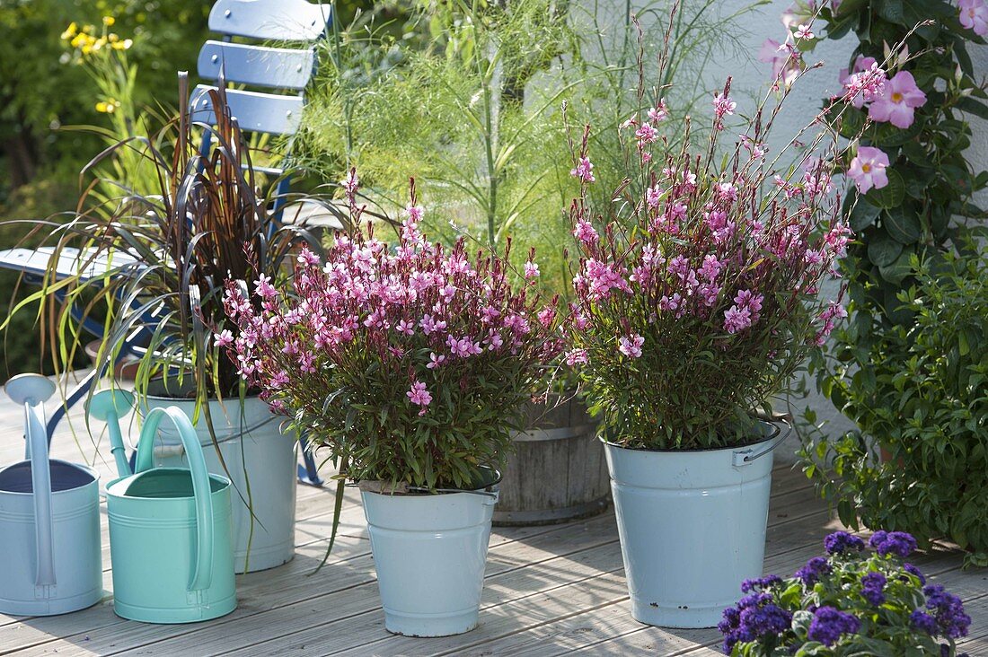 Gaura 'Lillipop Pink' (Magnificent candles) and Pennisetum purpureum 'Vertigo'.