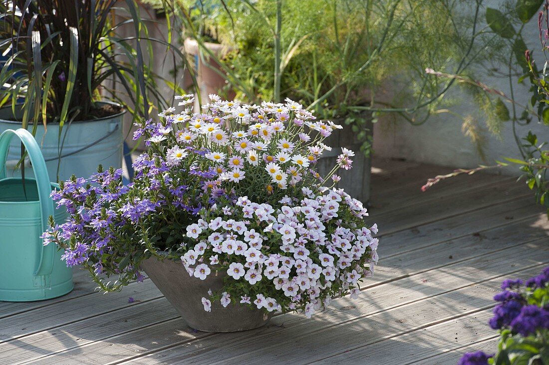 Grey bowl with Scaevola (fan flower), Calibrachoa Superbells