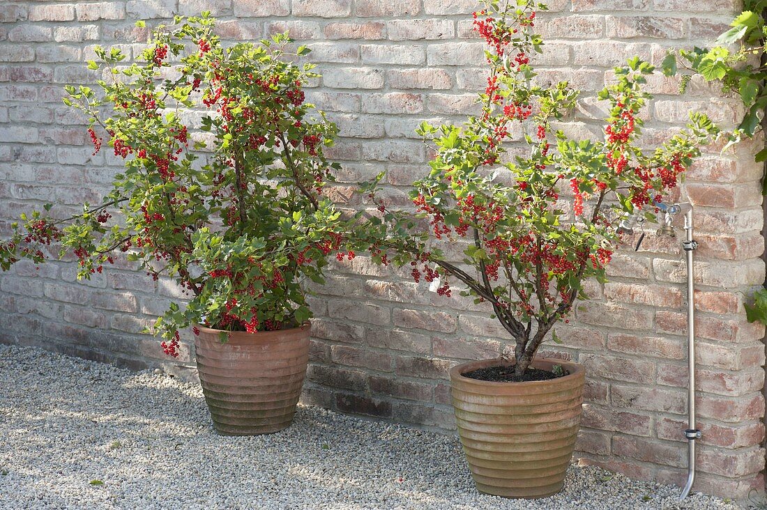 Johannisbeersträucher 'Rolan' (Ribes rubrum) in Terrakotta-Kübeln