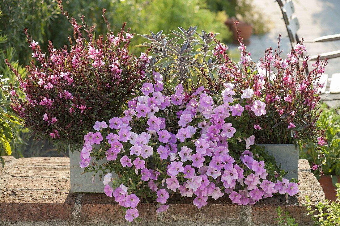 Plant a box with Gaura 'Lillipop Pink' and Petunia Calimero 'Candy'.