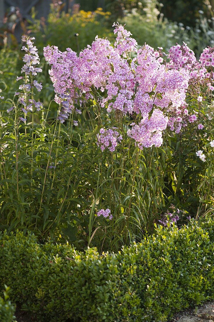 Phlox maculata 'Natascha' (meadow phlox) in the cottage garden