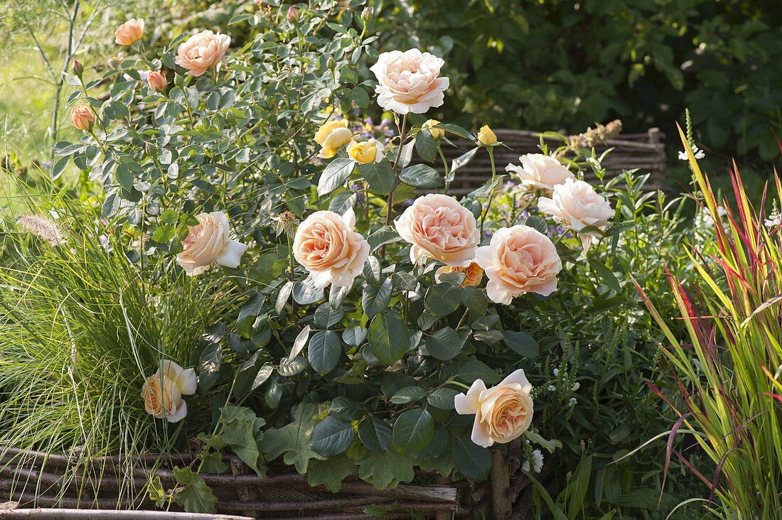 Rosa 'Candlelight' (Noble Rose) with a strong fragrance, flowering more often by Tantau